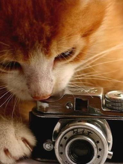 Fotografo escort donne Varese