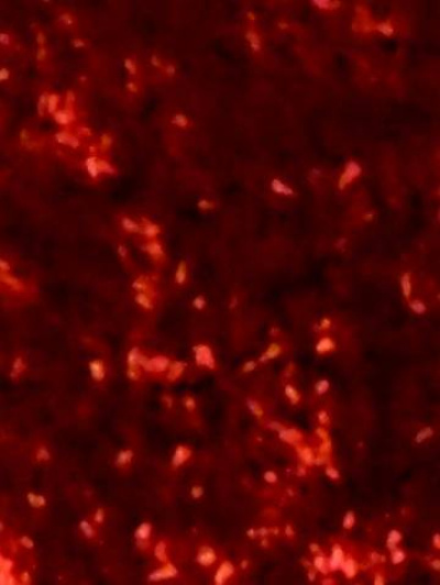 samantha bellucci trans Napoli